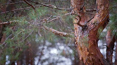 Swaying Pine Bark In The Autumn Forest