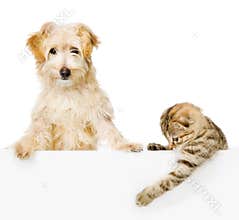 Cat and Dog above white banner looking at camera.