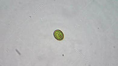 Alga cell