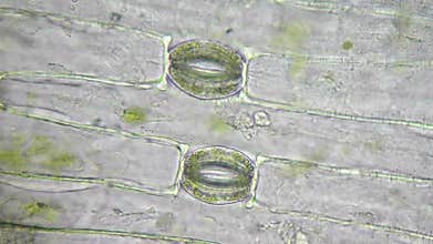 Stoma and cells of plant