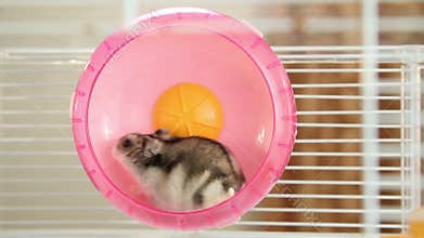 Hamster in a wheel