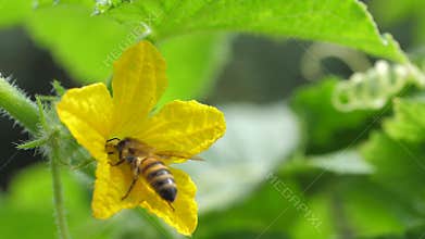 Bee is collecting nectar from cucumber flower
