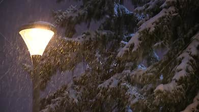 Night snowstorm covers fir tree branches with snow