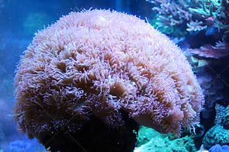 Anemone