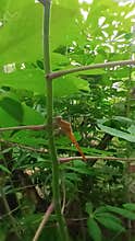 Golden dragon fly on a cassava stem