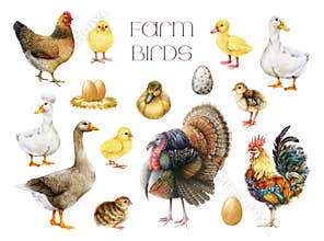 Hand drawn farm birds watercolor illustration set. Hen, chicken, duck, goose, turkey and rooster vintage style painted