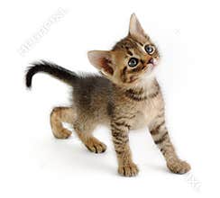 Kitten looking up, very graceful