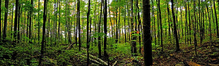 Northern Boreal Forest