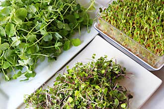 Assortment of microgreens