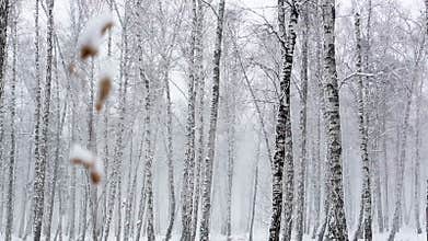 Snowstorm in the Dense Forest