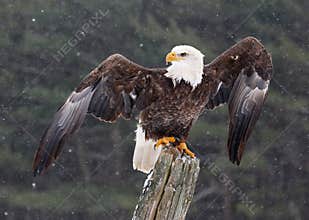 Bald Eagle with Wings Stretched