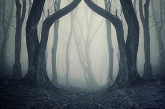 Dark forest with fog and symmertical huge strange trees on halloween