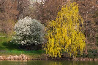 Weeping Willow and White Tree in a Beautiful Spring Tandem
