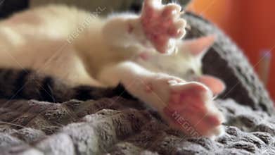 White Cat Stretching on Blanket on Cozy Sofa