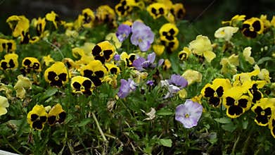 Cheerful colors of a violet flowerbed