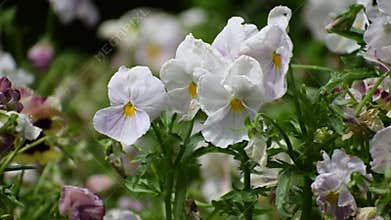 Violets and the tenderness of summer