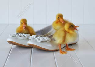 Ducklings and Easter Shoes