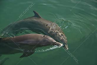 Two Dolphins
