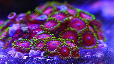 pink and green button polyp coral in laminar flow, zoanthus colony on frag plug, live rock marine aquarium aquadesign, fluorescent
