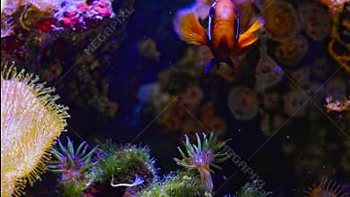 leather coral capitulum green majano anemone polyp move tentacle in water flow, live rock reef marine aquarium, green hair algae,