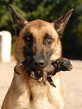 Mother dog and puppy