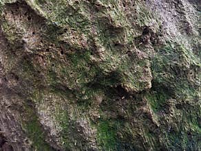 Abstrack background of old tree trunk texture