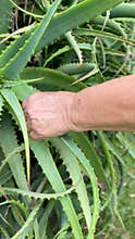 hand of senior woman touching the aloe vera plant