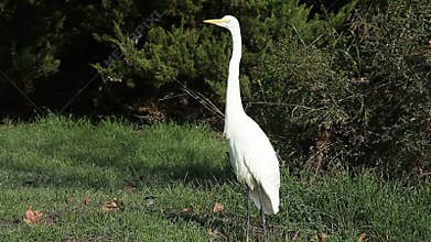 Great egret