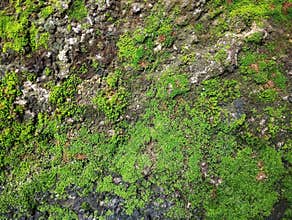 Abstrack green moss on old wall texture background