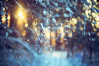 Winter nature closeup background