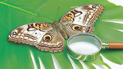 Owl butterfly leaf magnifying glass nature study