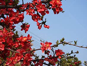 The blooming Chaenomeles in spring