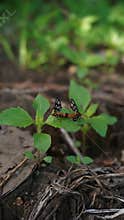 Butterflies have entered the mating season perching on the leaves