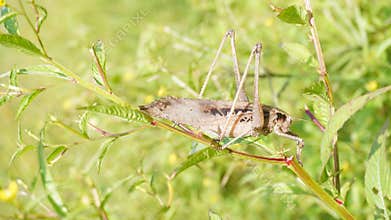 grasshoppers are eating fresh leaves
