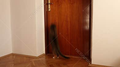 Cat opens the door