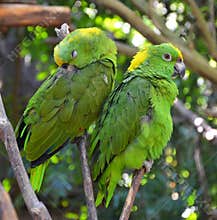 Green amazon parrots