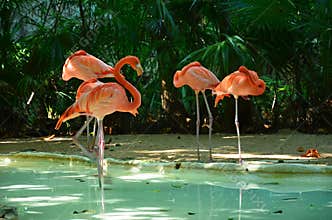 Pink flamingo birds