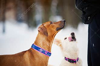 Rhodesian Ridgeback and purebreed dog training