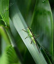 Green grasshopper rests on a leaf in a garden during sunny weather in the afternoon