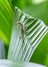 Anolis lizard climbs on green leaf in tropical setting during daylight