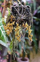 Chiloschista lunifera, an orchid species without leaves, long aerial roots and hanging yellow-brown flowers, mounted and suspended