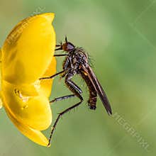 Close-up view of a black fly on a yellow flower in a natural setting during daylight hours