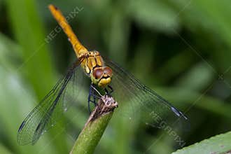 Dragonfly perched on a plant stem during daylight in a garden setting with green foliage in the background