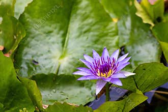 Purple water lily blooms on a pond surface surrounded by green leaves during daylight hours in a natural setting