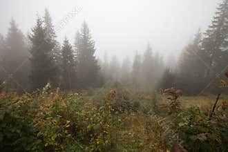 Mystical deep fog in a forest
