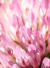 Close view of a clover flower showing petals and details in natural light during daytime