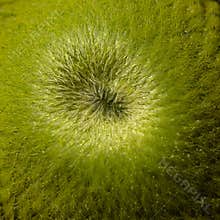 Close-up view of a green fruit showing its texture and details in a natural setting during daylight hours
