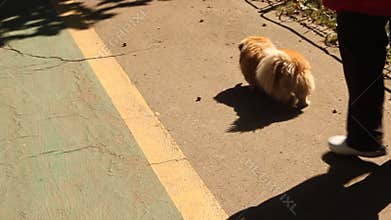 Puppy fat - canine obesity