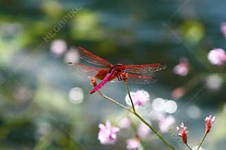 Red dragonfly shine water