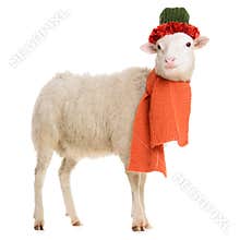 Sheep in Christmas clothes